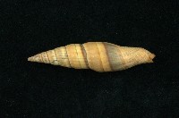 藏品(紅筆螺)的圖片